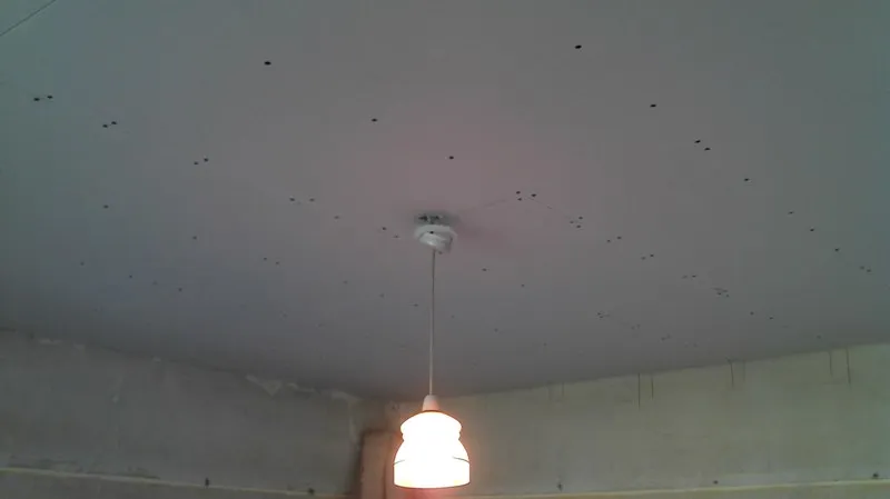 Plastering by Solid Plastering